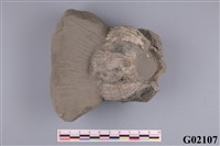 藏品(藤壺)的圖片